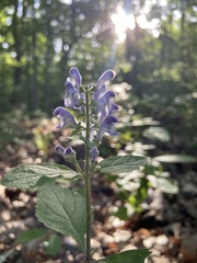 Scutellaria incana