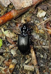 Limodromus