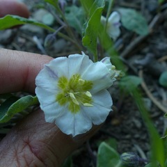 Leucophysalis nana