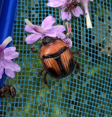 Bolbocerosoma confusum