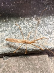 Doldina interjungens