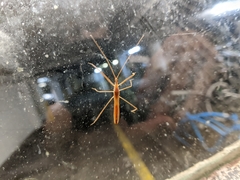 Doldina interjungens