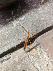 Doldina interjungens