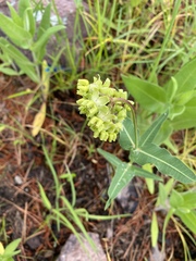 Asclepias meadii