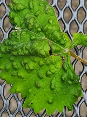 Colomerus vitis