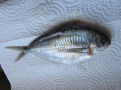 Peprilus triacanthus