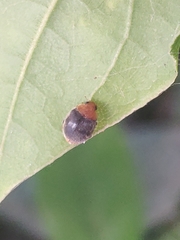 Cryptolaemus montrouzieri