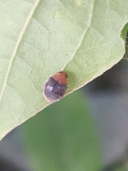 Cryptolaemus montrouzieri