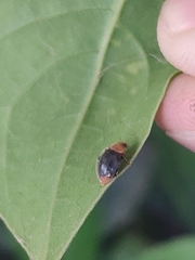 Cryptolaemus montrouzieri