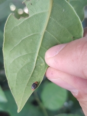 Cryptolaemus montrouzieri