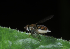 Toxomerus marginatus