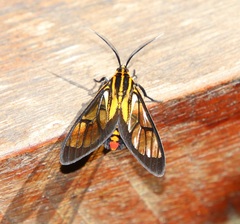 Paraethria flavosignata