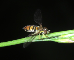 Toxomerus marginatus