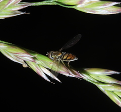 Toxomerus marginatus