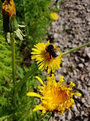 Bombus campestris