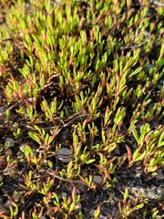 Selaginella rupestris