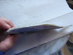 Peprilus triacanthus