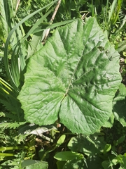 Petasites spurius