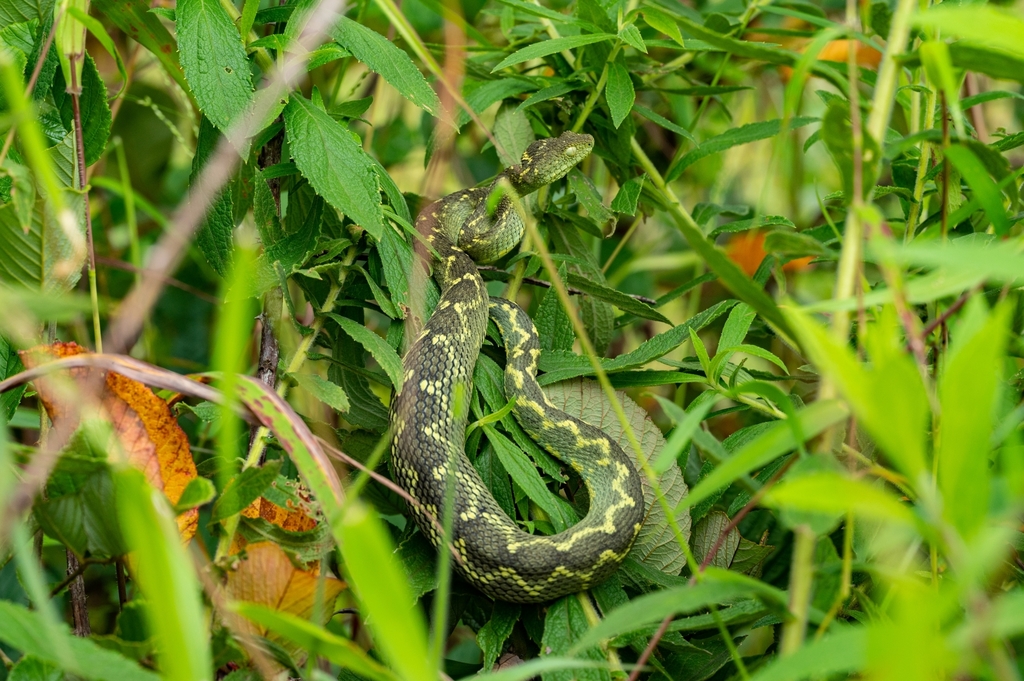 Atheris rungweensis, Mt Rungwe bush viper www.matthieu-berr…