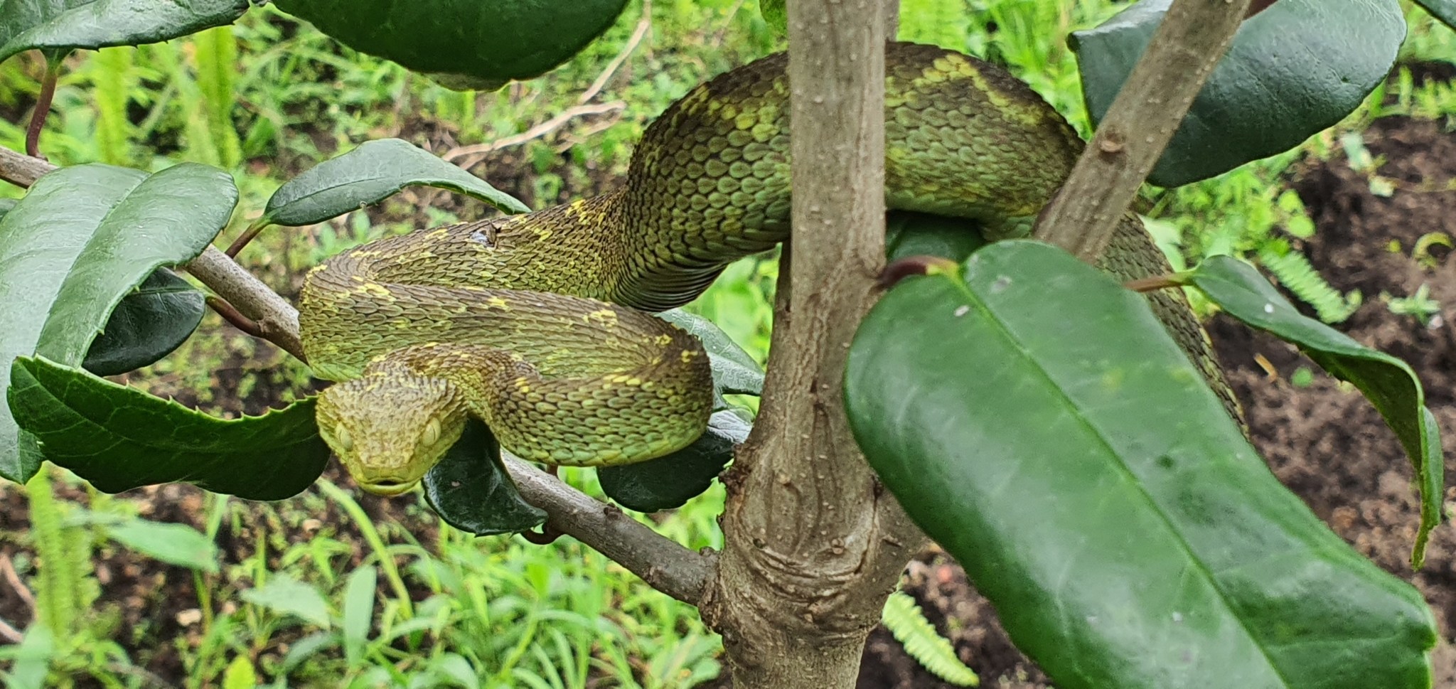 Atheris rungweensis, Mt Rungwe bush viper www.matthieu-berr…