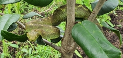 Atheris rungweensis