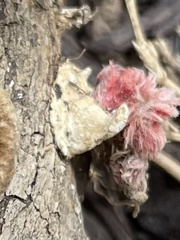 Microstoma floccosum