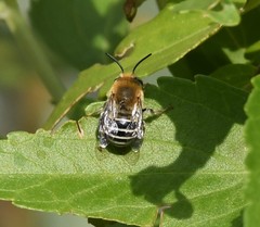 Anthophora californica