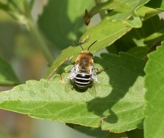 Anthophora californica