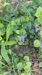 Glechoma hederacea