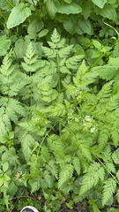 Anthriscus sylvestris