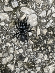 Sphodros niger