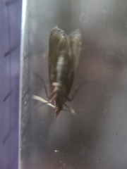 Lepidoptera