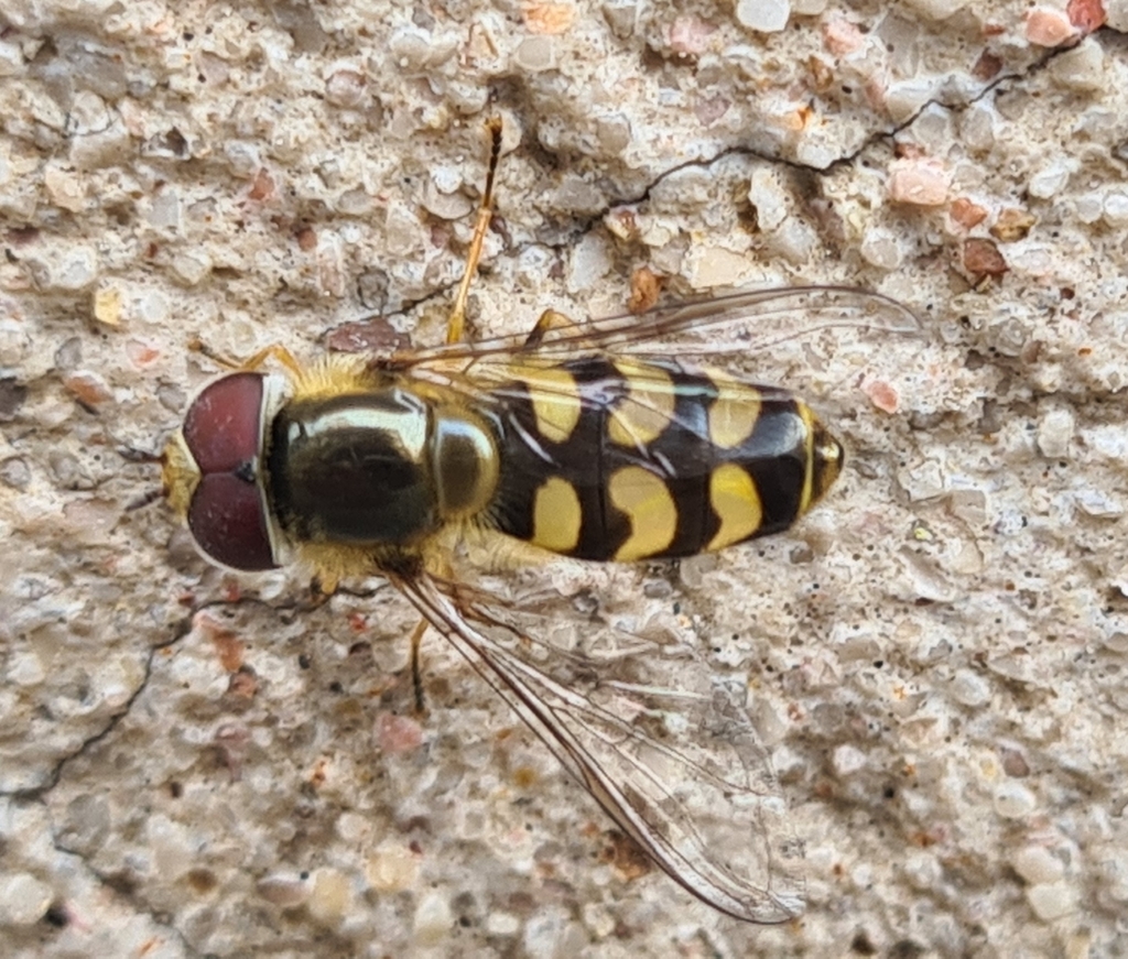 Semiscaeva