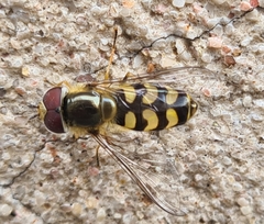 Scaeva dignota