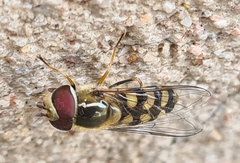 Scaeva dignota