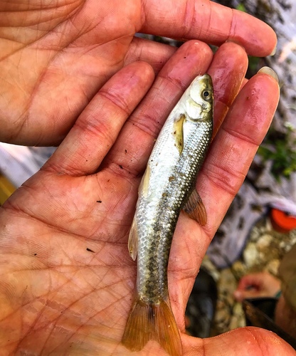 Campostoma anomalum