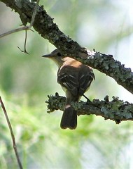 Myiophobus fasciatus