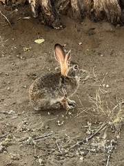Sylvilagus audubonii