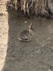 Sylvilagus audubonii