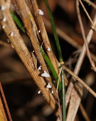 Panellus minimus