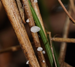 Panellus minimus