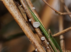 Panellus minimus