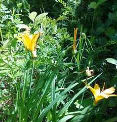 Hemerocallis minor