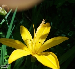 Hemerocallis minor