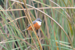 Sporophila palustris