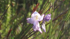 Gladiolus mutabilis
