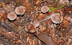 Mycena vinacea