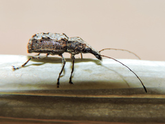 Meconemus infuscatus