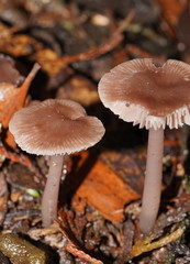 Mycena vinacea