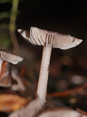 Mycena vinacea